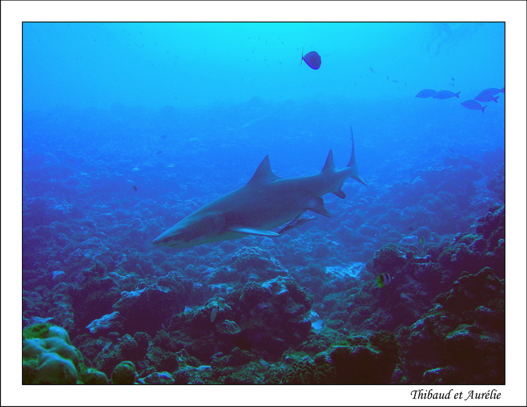 2009   08   Plongee Bora bora 11